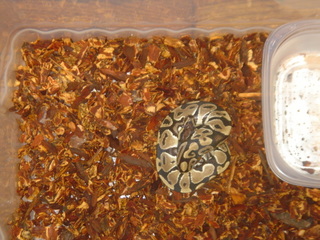 Zac