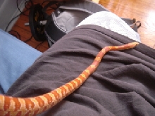 Jake