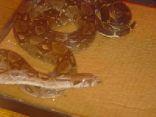 BENNY2