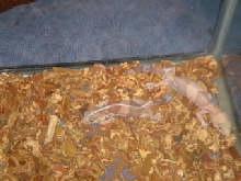 albino fat tails
