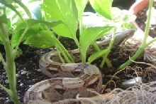 little boa2