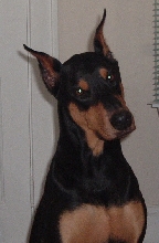 Moose (6 yrs.)
