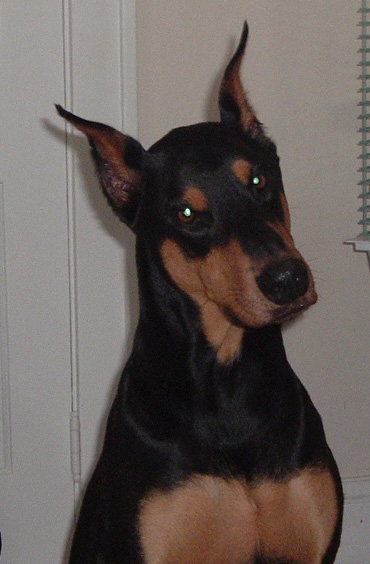 Moose (6 yrs.)