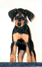 Moose when he was a puppy!
