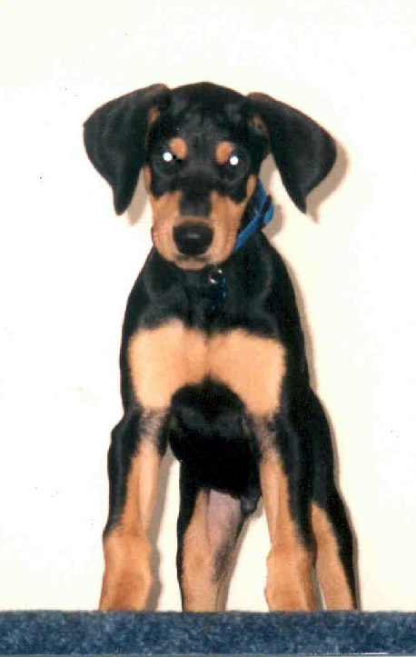 Moose when he was a puppy!