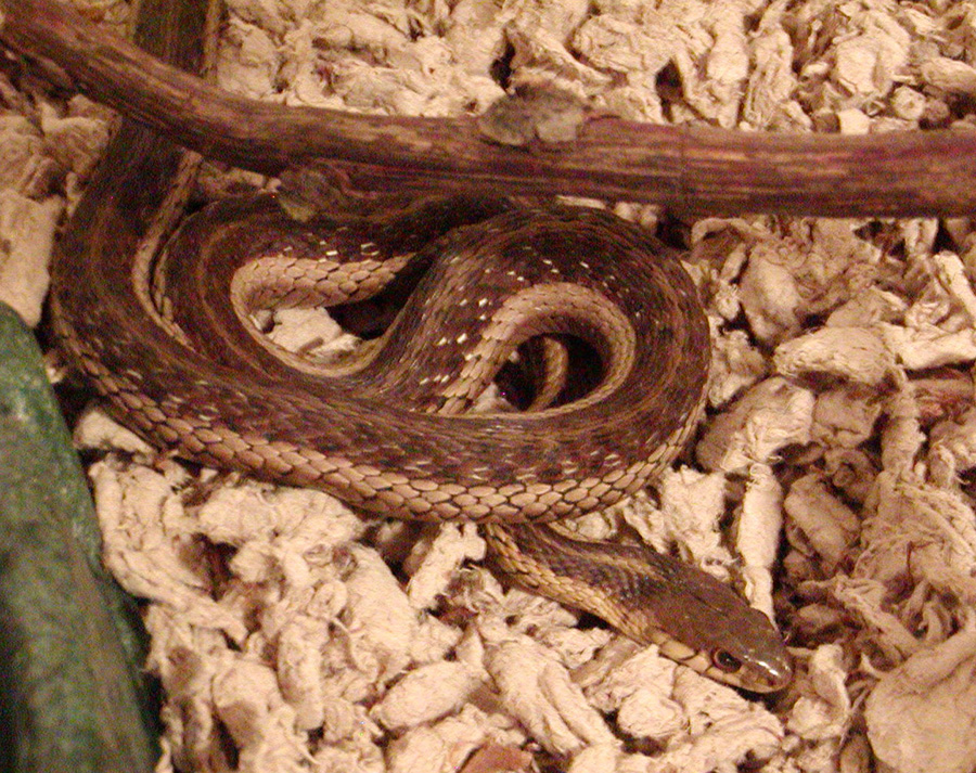 another pic of my WC garter, Lacey