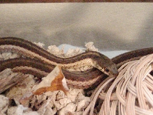 Lacey, my garter snake