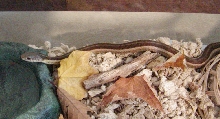 Lacey, my WC garter