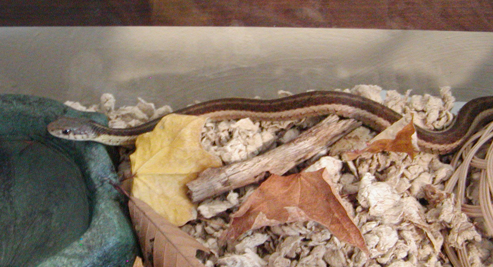 Lacey, my WC garter