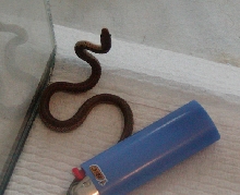The baby garter