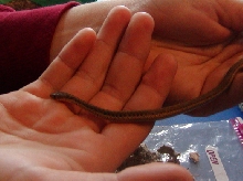 The baby garter2