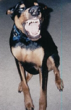 Moose smiling!