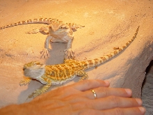My young beardies
