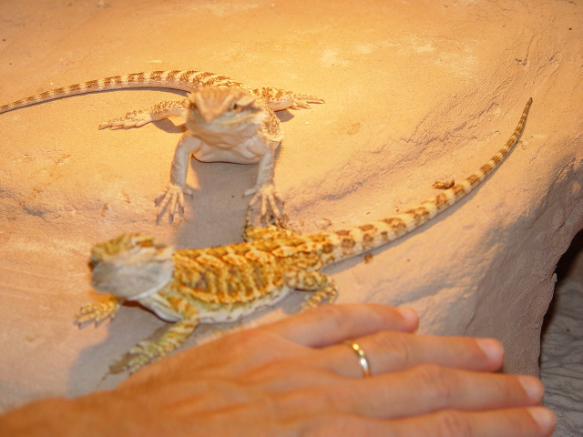 My young beardies