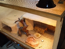 Home made cage for young beardies