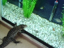 my col. b&w tryin to eat the fish through the glass