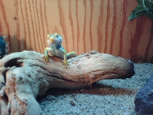 Jack basking