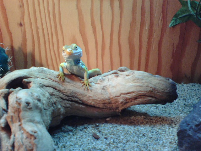 Jack basking