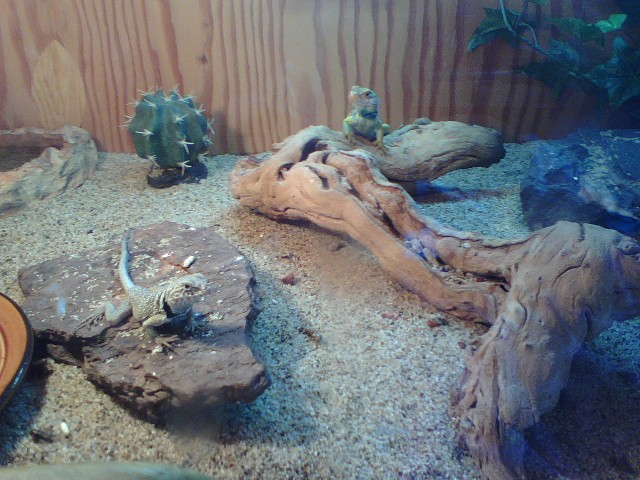 Both males