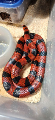Sanders line Bicolor Honduran Milksnake