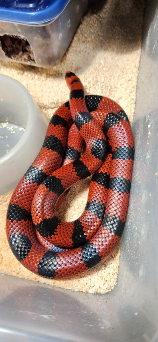 Sanders line Bicolor Honduran Milksnake