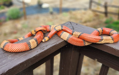 Hypo Tricolor Honduran Milksnake
