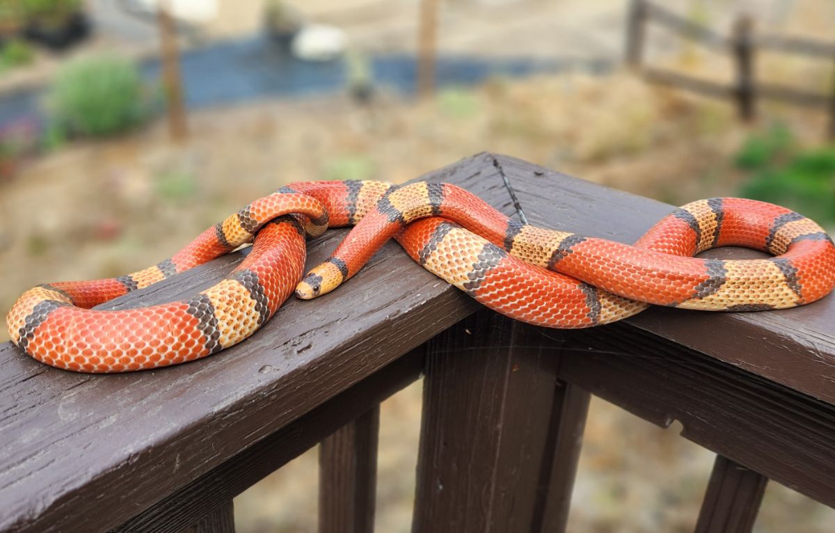 Hypo Tricolor Honduran Milksnake
