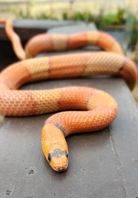 VP Hypo sockhead Honduran