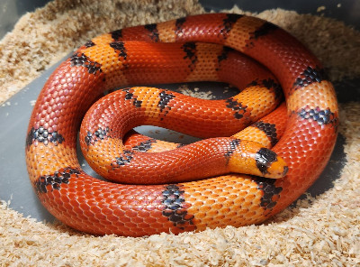 VP Hypo Tricolor Honduran