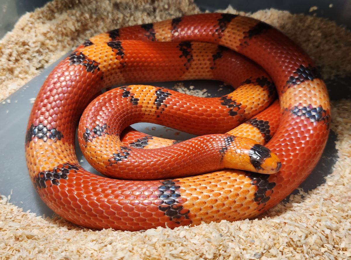 VP Hypo Tricolor Honduran