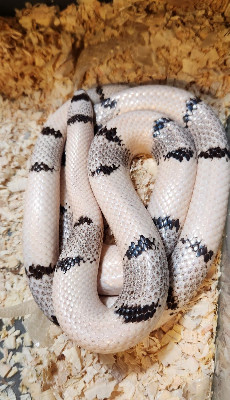 VP Ghost, Falcon line Honduran