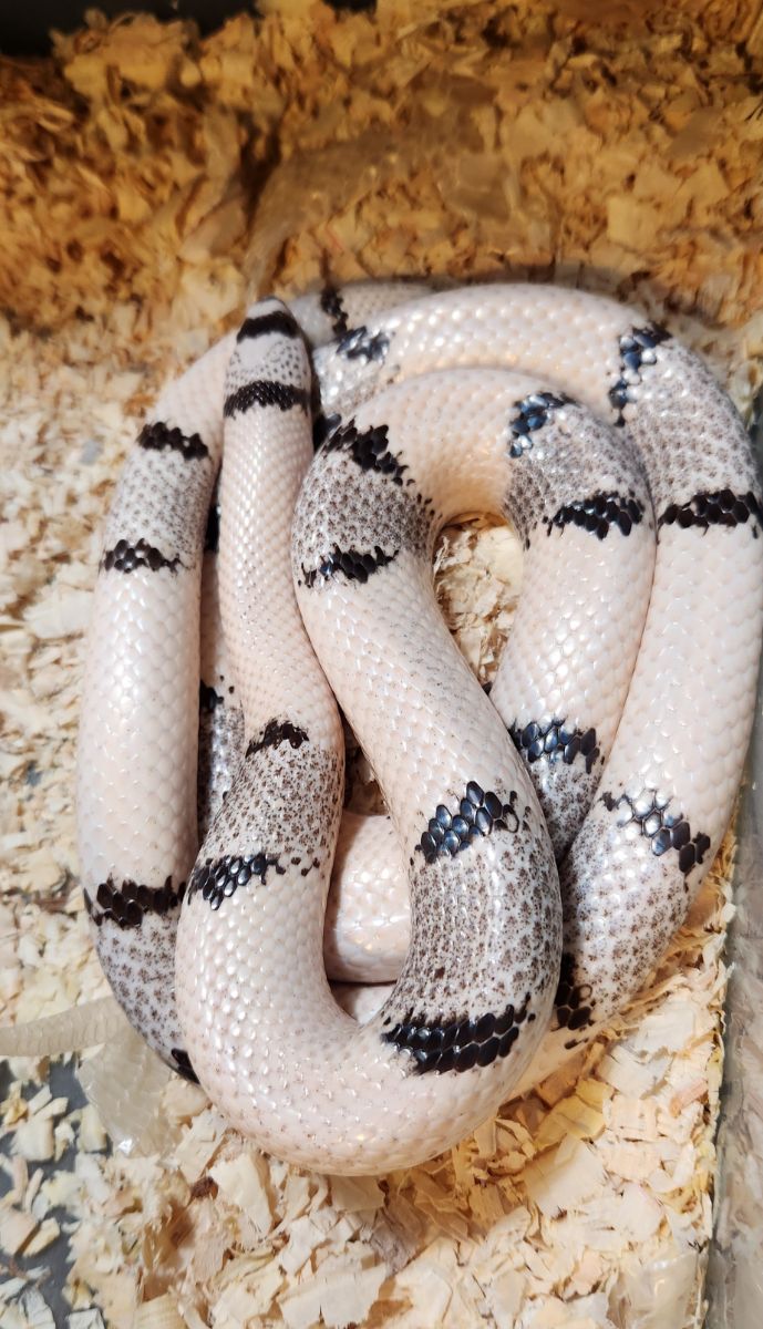 VP Ghost, Falcon line Honduran