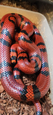 Sanders line Bicolor Tangerine Honduran