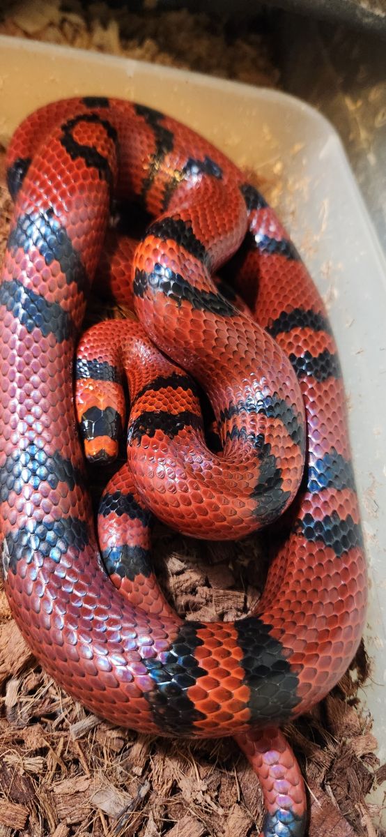 Sanders line Bicolor Tangerine Honduran