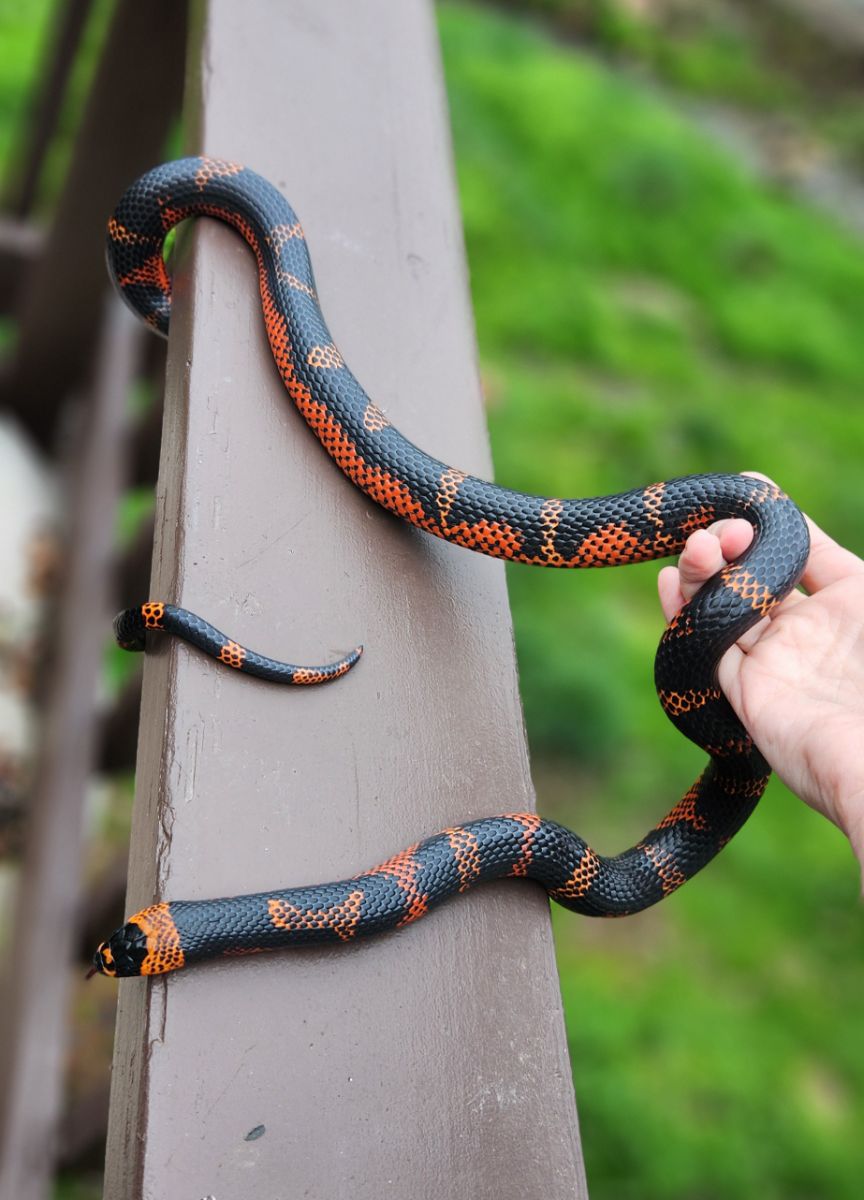 TSK Black Line Honduran Milksnake