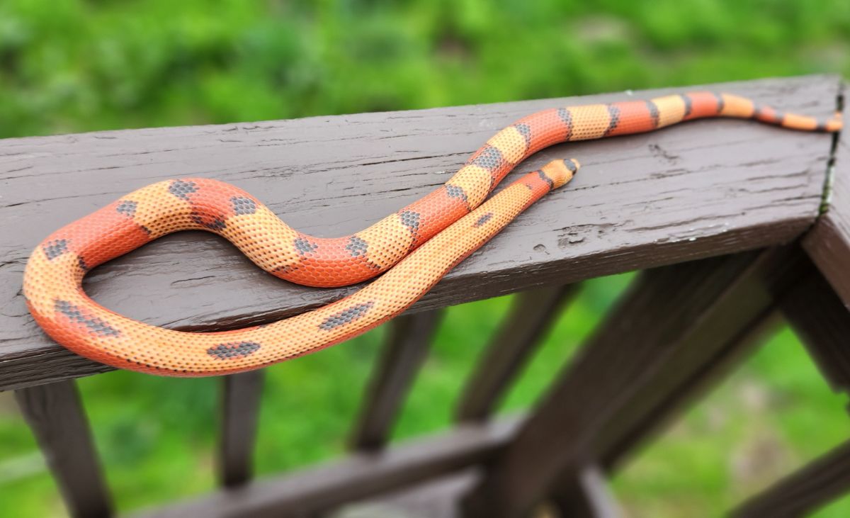Crazy line, Hypo Tricolor sockhead Honduran Milksnake