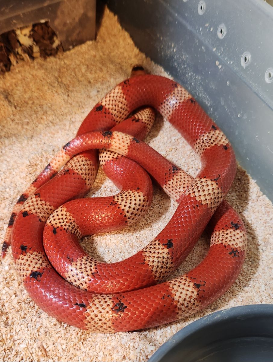 Sanders line VP Hypo Tricolor Honduran