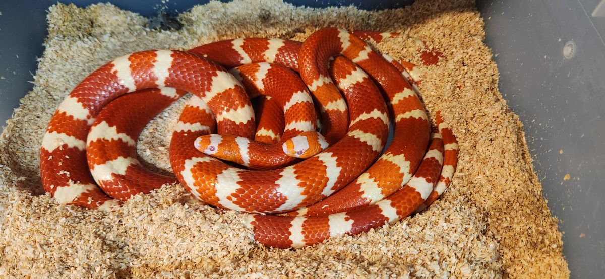 Norm Damm line Tangerine Albino Hondurans