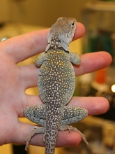 Chunky sitting pretty
