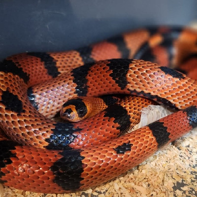 Norm Damm line Honduran Milksnake