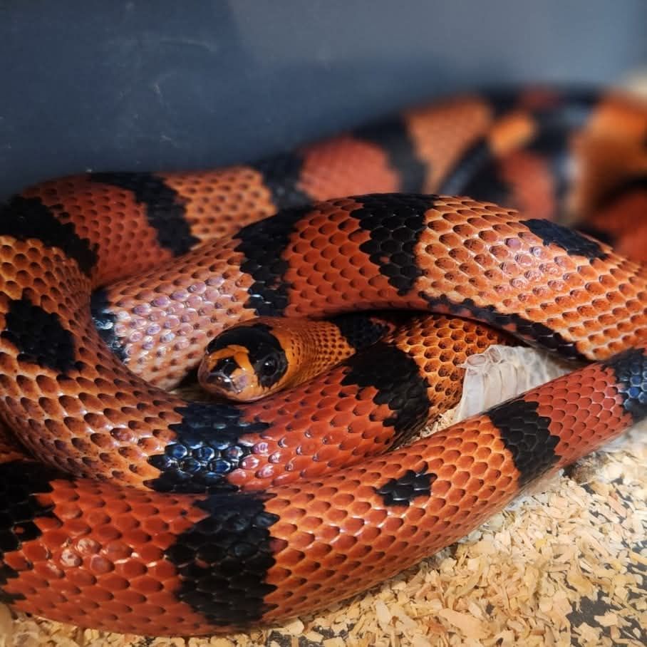 Norm Damm line Honduran Milksnake