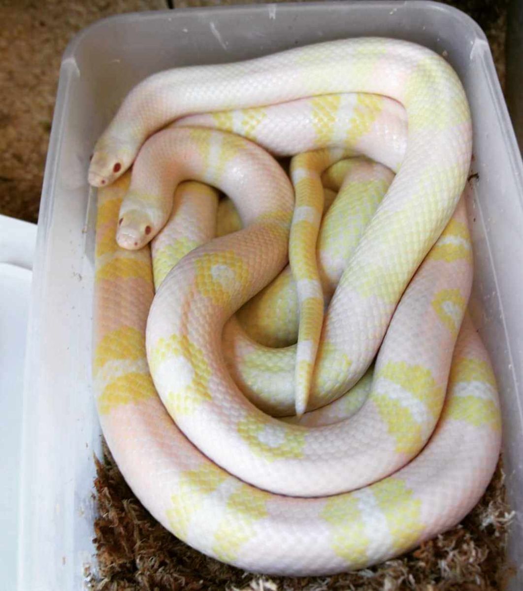 Snow Honduran Milksnake