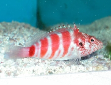 Saltwater - Austin Aquariums