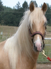 Andi head