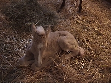 Cita newborn