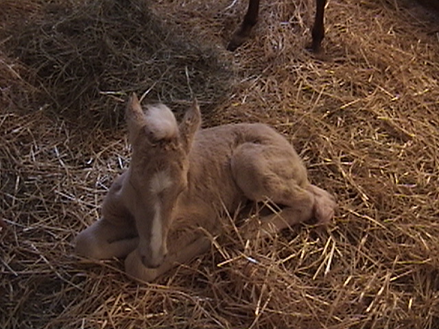 Cita newborn