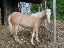 prima