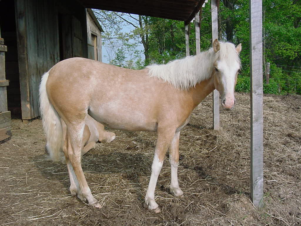 prima