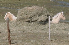 Angel and Prima in the hay