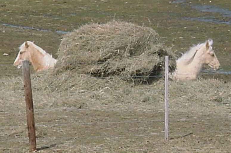 Angel and Prima in the hay